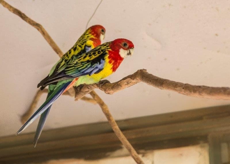 Foto de capa da Canto do Encantador