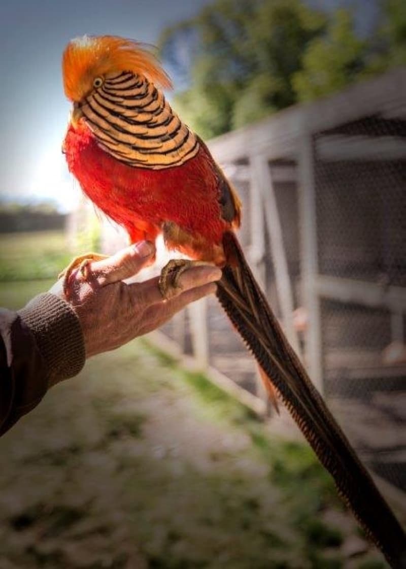 Foto de capa da Canto do Encantador