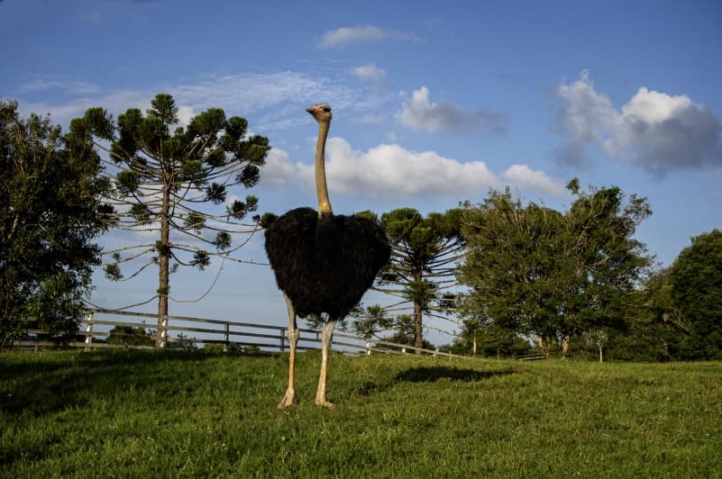 Foto de capa da Rincón del Encantador